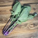Kohlrabi blau St