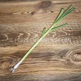 Knoblauch frisch ST