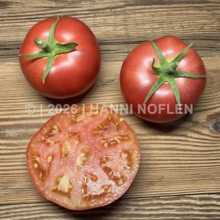 Tomaten Berner Rose