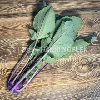 Kohlrabi blau St