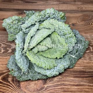 Wirz/Kohl grün, früh