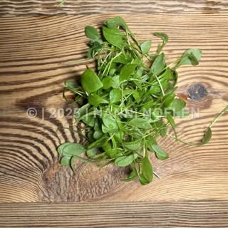 Portulac (sehr fein)