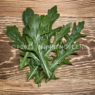 Rucola