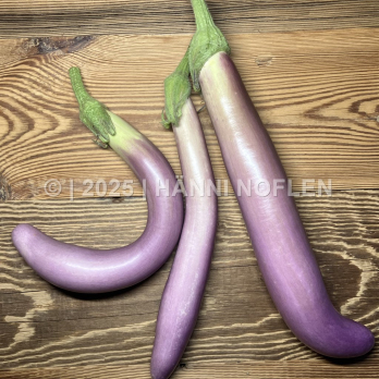 Aubergine Pink Lady Asia-Typ