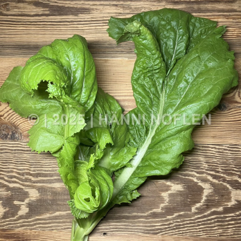 Asiatische Kohlsprossen