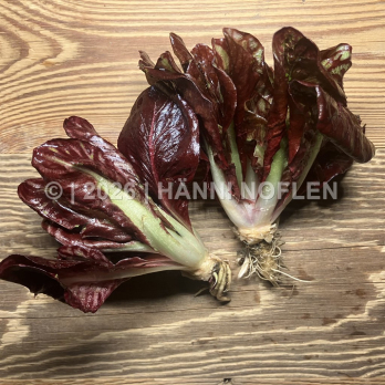 Verona OImega Frühjahrszichorie