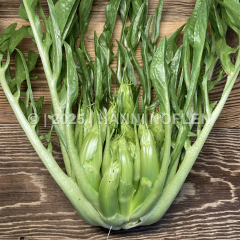 Puntarelle