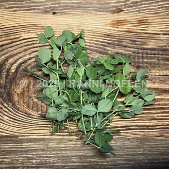 Babyleaf- Salate "Erbssprossen"