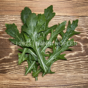 Rucola