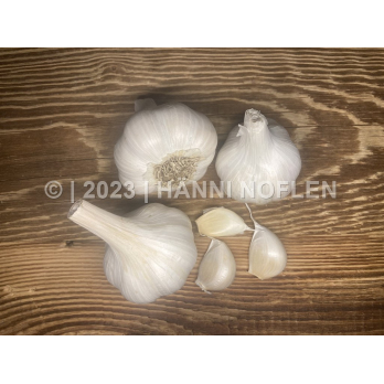 Knoblauch trocken
