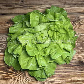 Kopfsalat