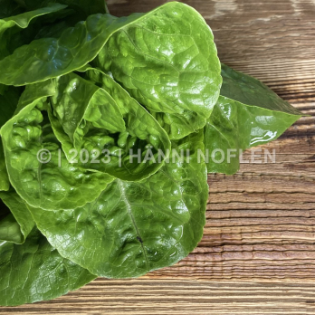 Romanasalat / Lattich