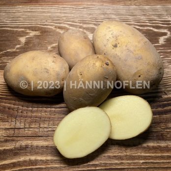 Kartoffel Erika festkochend