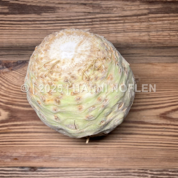 Knollensellerie