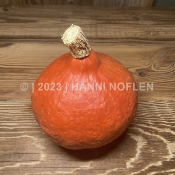 Kürbis Potimarron